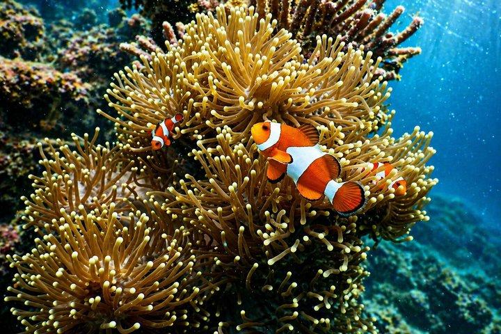 Gili Air Shared Schnorcheltour mit Glasbodenboot (5 Stunden)