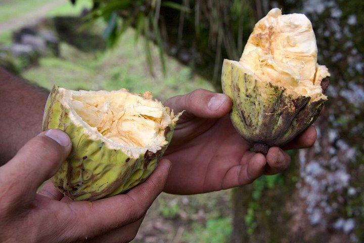 Organic Farm Tour, Tropical Fruit Tasting & Cooking Class