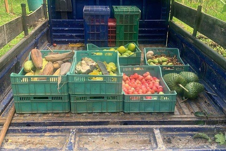Organic Farm Tour, Tropical Fruit Tasting & Cooking Class
