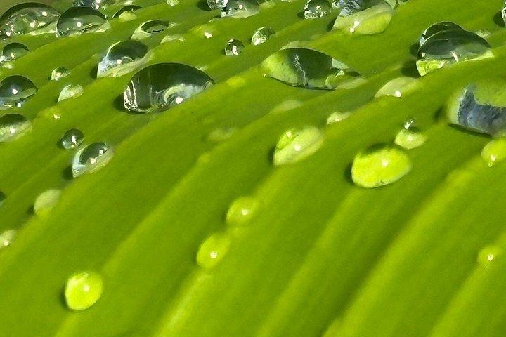 Organic Farm Tour, Tropical Fruit Tasting & Cooking Class