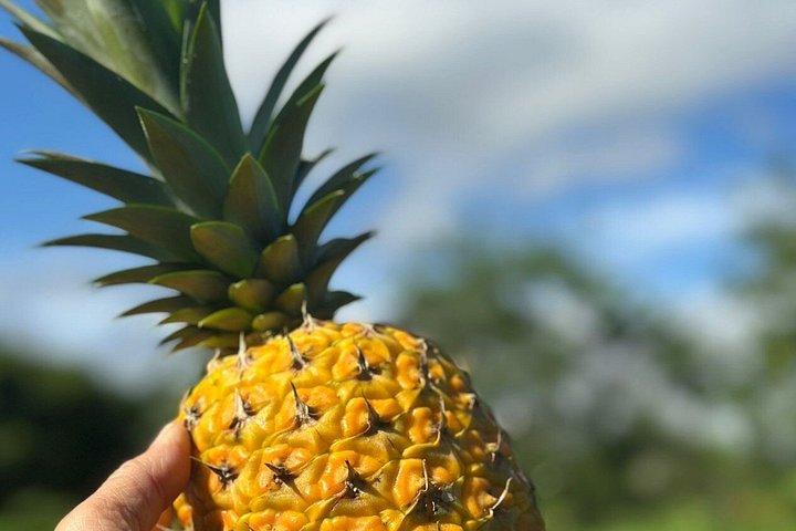 Organic Farm Tour, Tropical Fruit Tasting & Cooking Class