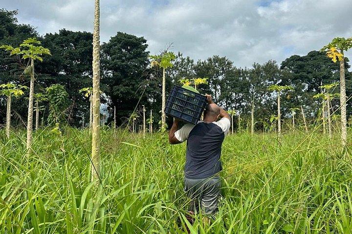 Organic Farm Tour, Tropical Fruit Tasting & Cooking Class
