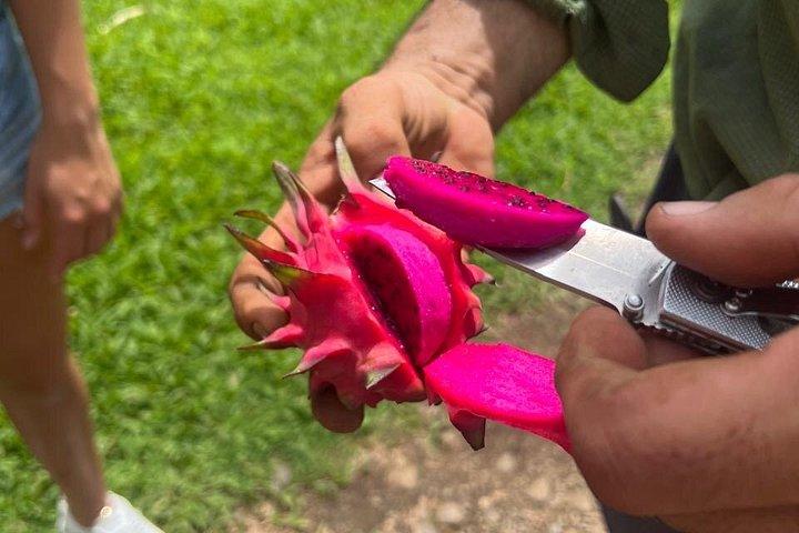 Organic Farm Tour, Tropical Fruit Tasting & Cooking Class