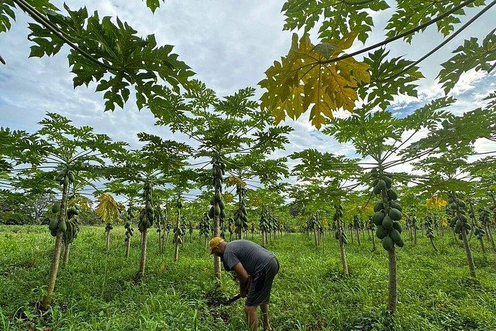 Organic Farm Tour, Tropical Fruit Tasting & Cooking Class