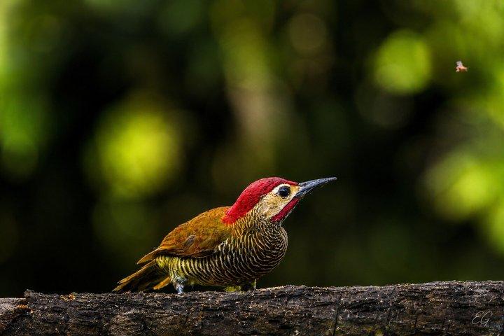 Mindo Nebelwald Vogelbeobachtung & Fotografie - Private Tagestour