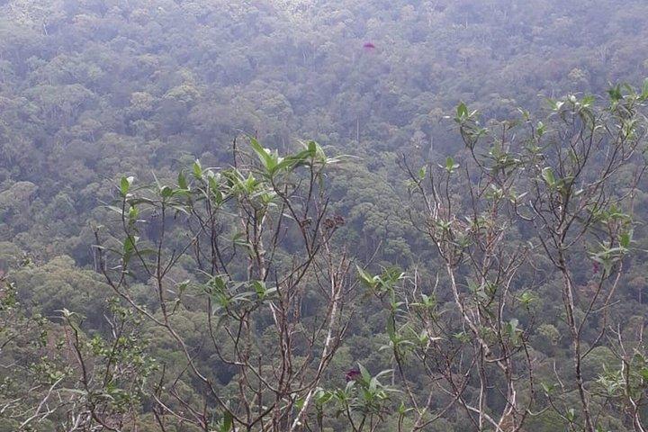 Sinharaja Regenwald Trek geführte Dschungelwanderung