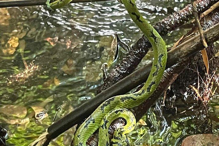 Sinharaja Regenwald Trek geführte Dschungelwanderung