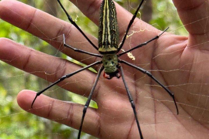 Sinharaja Regenwald Trek geführte Dschungelwanderung