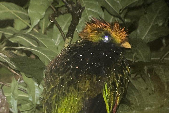 Monteverde Night Walk Tour