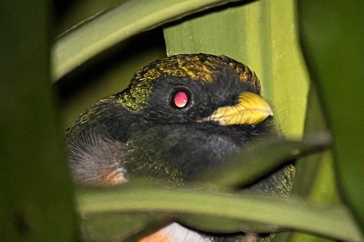 Monteverde Night Walk Tour