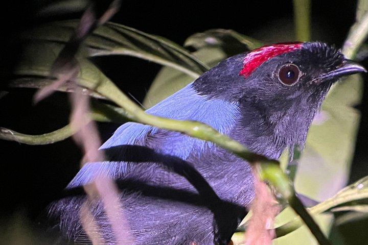 Monteverde Night Walk Tour