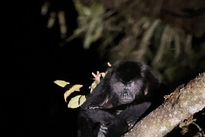 Monteverde Night Walk Tour