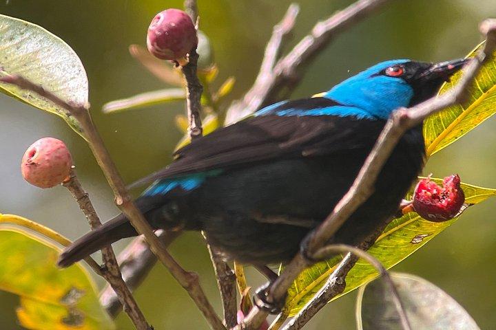 Private Birdwatching at Curi Cancha Monteverde