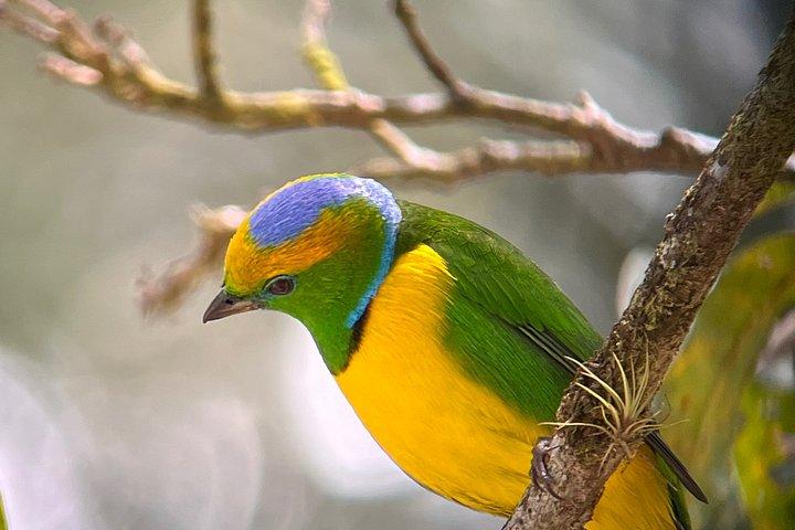 Private Birdwatching at Curi Cancha Monteverde