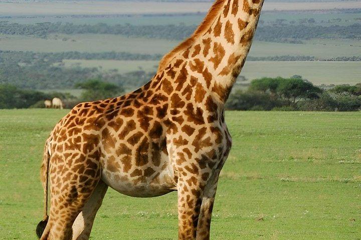 4日間レイク・ナクルとマサイマラの中級プライベートアドベンチャー