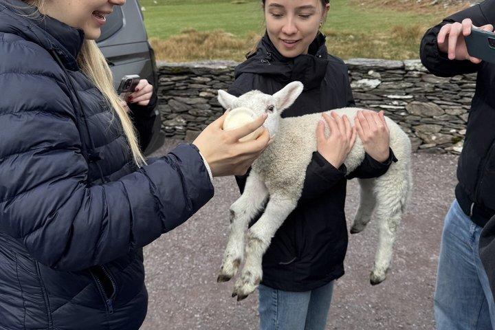 Ring of Kerry Private Tour from Killarney