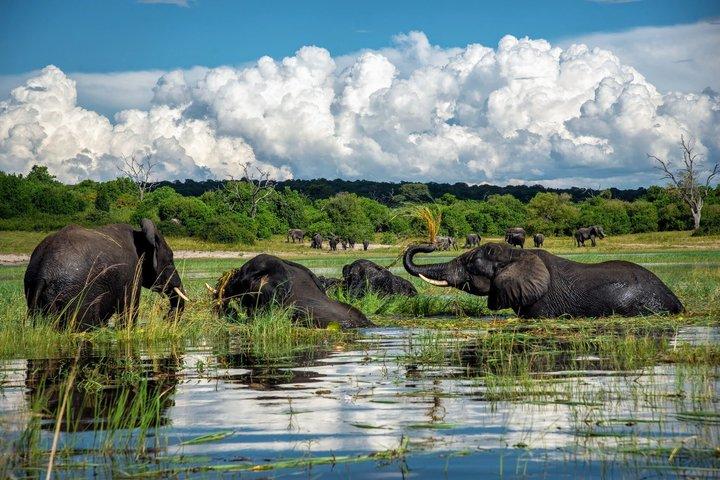 Experiência Chobe Day Trip