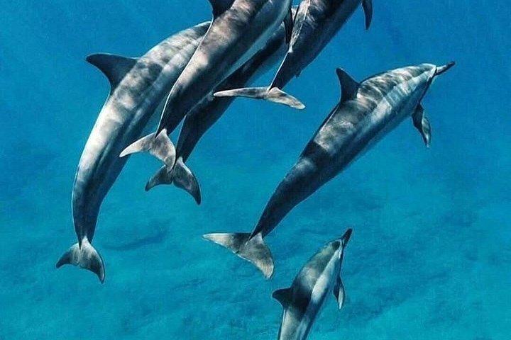 Schwimmen mit Delfinen in MNEMBA
