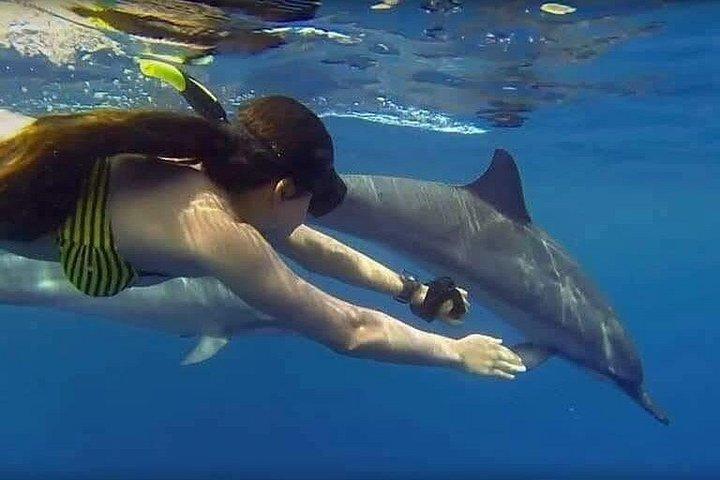 Schwimmen mit Delfinen in MNEMBA