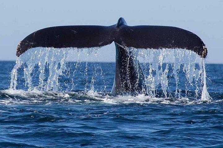 スリランカ 11日間プライベート文化ツアー シギリヤ、キャンディ、ガレ