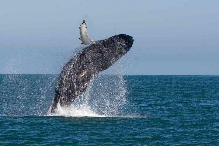 スリランカ 11日間プライベート文化ツアー シギリヤ、キャンディ、ガレ
