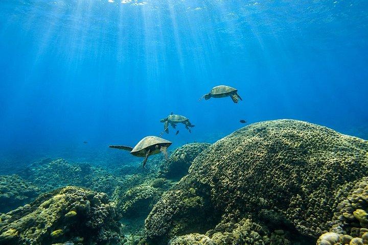 ウェストマウイのシュノーケリング（写真と動画付き）：ウミガメ保証
