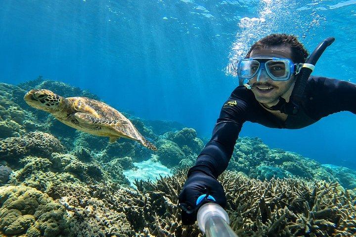 ウェストマウイのシュノーケリング（写真と動画付き）：ウミガメ保証