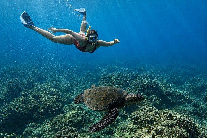 West Maui Snorkel with Photos and Videos: Turtle Guarantee