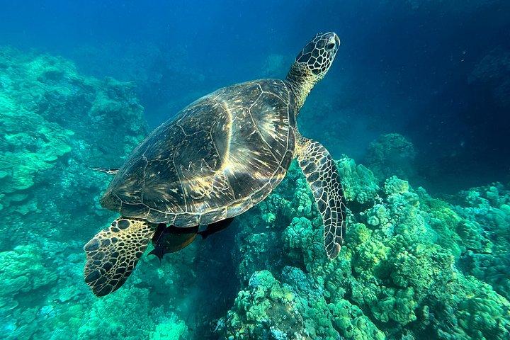 ウェストマウイのシュノーケリング（写真と動画付き）：ウミガメ保証