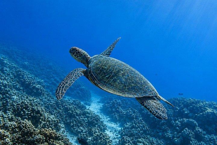 ウェストマウイのシュノーケリング（写真と動画付き）：ウミガメ保証
