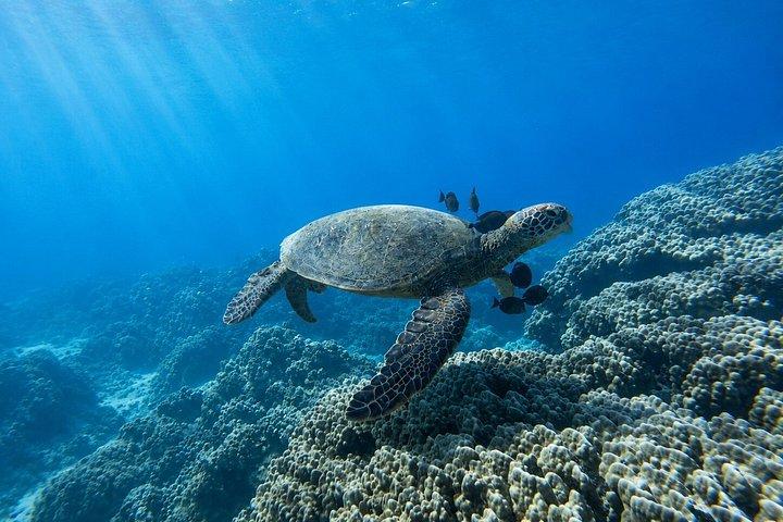 ウェストマウイのシュノーケリング（写真と動画付き）：ウミガメ保証