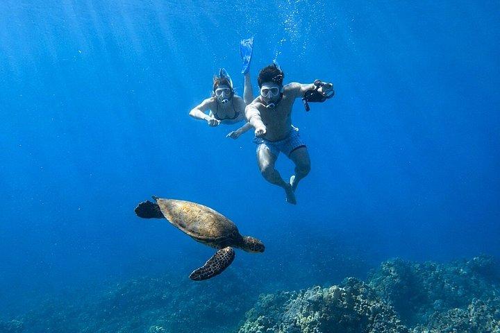 ウェストマウイのシュノーケリング（写真と動画付き）：ウミガメ保証