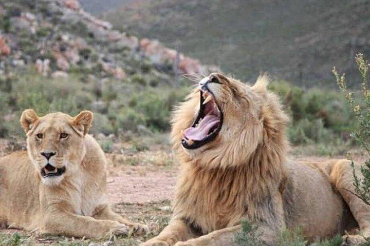 Half Day Sunset Safari for Big 5 with Lunch
