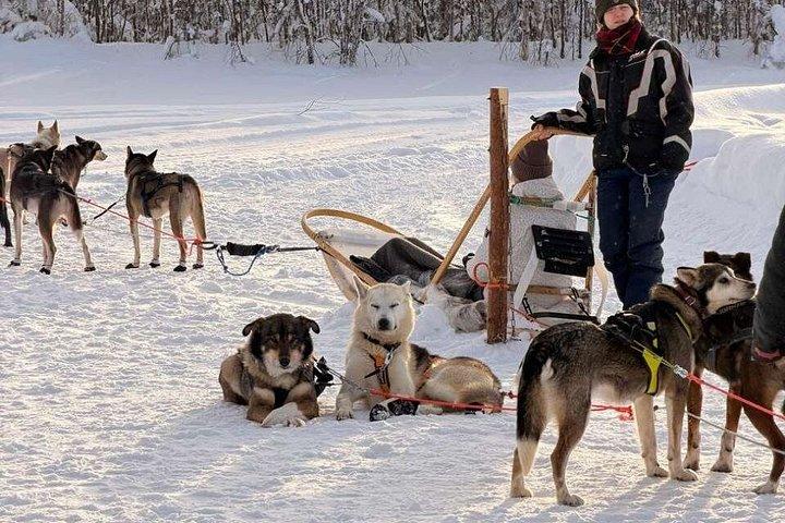 Ultimate Combo! Safari Husky & giro in slitta con le renne