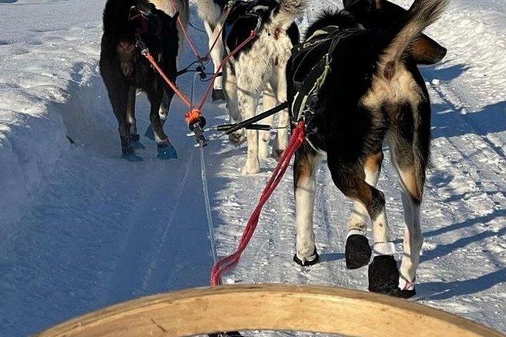 Ultimate Combo! Safari Husky & giro in slitta con le renne