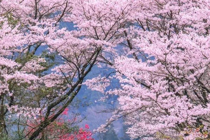 別府ロープウェイで湯布院・太宰府・森観光|福岡