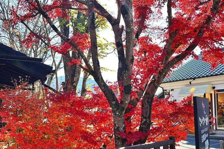 別府ロープウェイで湯布院・太宰府・森観光|福岡
