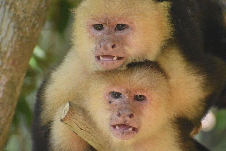 Roatan Zuperman Zip and Zipline Tours Experience