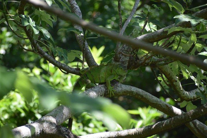 Roatan Zipline and Beach Tours