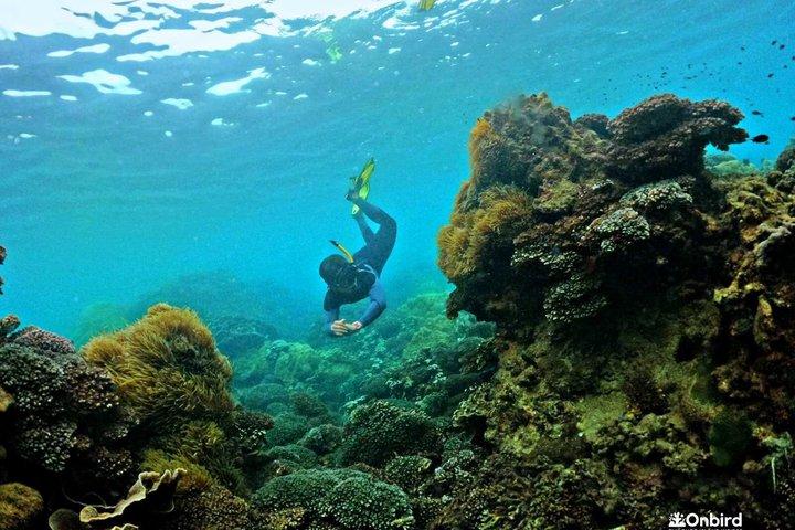 PRO-SNORKELING to Explore The Coral Jungle REEF (MAX 10 PAX)
