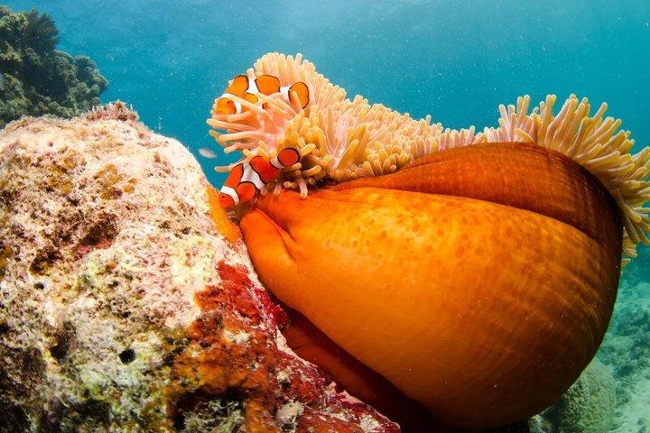 Premium Half-Day Outer Reef Snokel Tour
