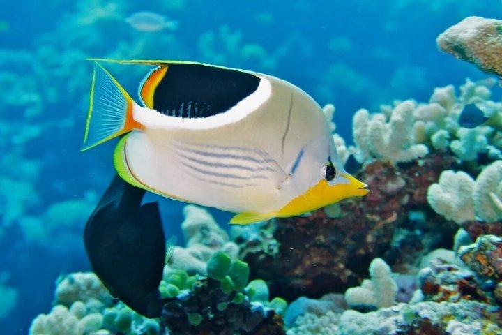 Premium Half-Day Outer Reef Snokel Tour