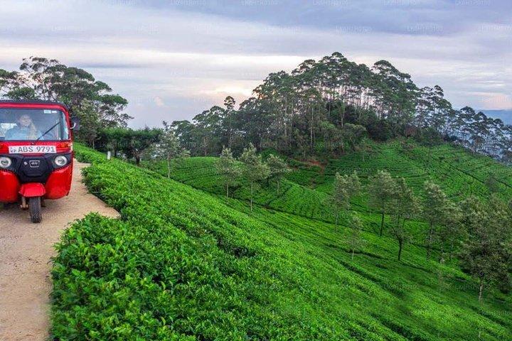 Private Day Tour Kandy to Nuwara Eliya with Tea Factory Visit