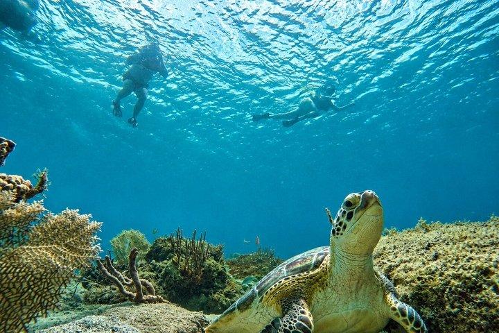 Vieques : Excursion en petit groupe pour observer les tortues marines en plongée avec tuba, photos et collations