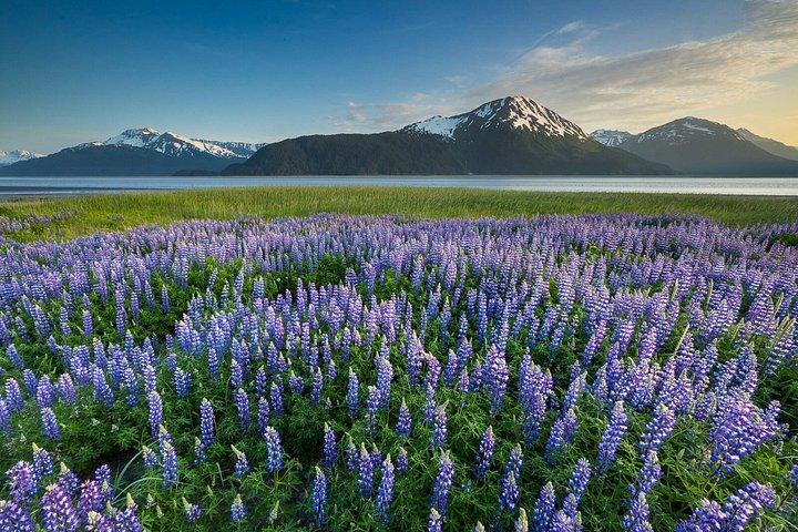 Turnagain Arm Highlights Photo Tour