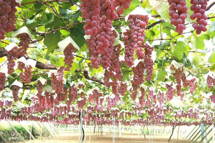 Yamanashi Wine Discovery Privat endagstur fra Tokyo