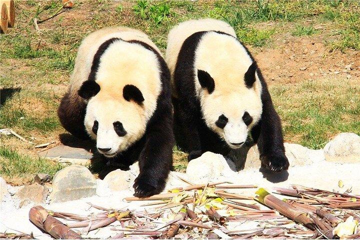 プライベート半日ツアーQizai 世界唯一のブラウンパンダ