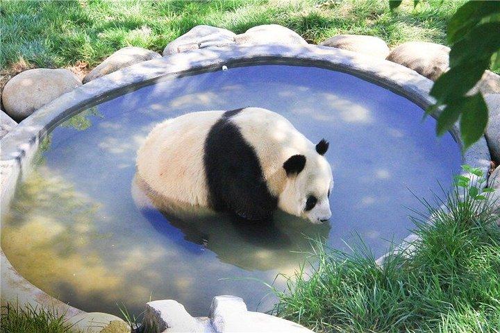 プライベート半日ツアーQizai 世界唯一のブラウンパンダ