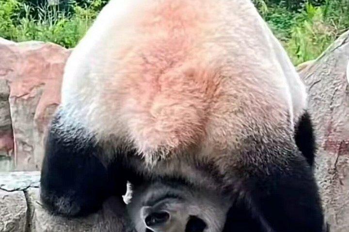 プライベート半日ツアーQizai 世界唯一のブラウンパンダ