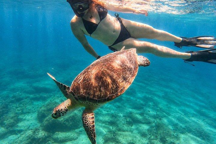 Vieques: Sea Turtle Snorkeling Small-Group, Photos & Snacks